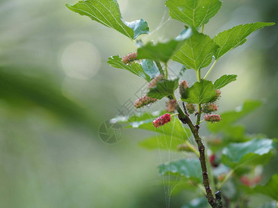 花园中的木莓水图片