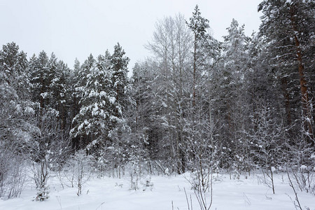 冬季风景雪下的图片