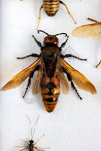 昆虫学家收藏的大黄蜂图片