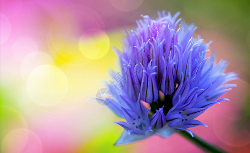 花朵在多彩背景上紫色的香肠开花图片