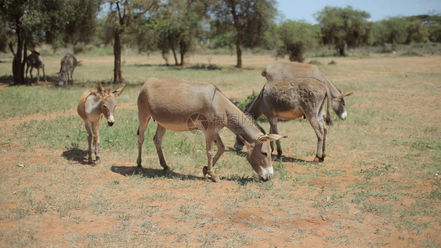 四头驴在阳光明媚的夏日在非洲田野上放牧图片