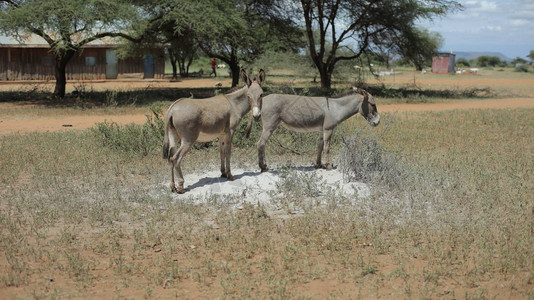 两只驴子在阳光明媚的夏日在非洲田野上放牧背景图片
