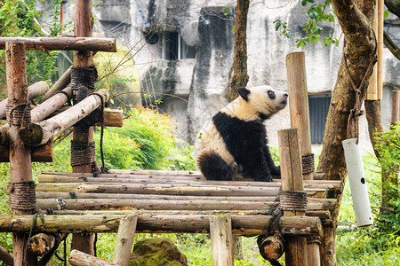 可爱的巨型熊猫在吃早餐后坐着休息图片