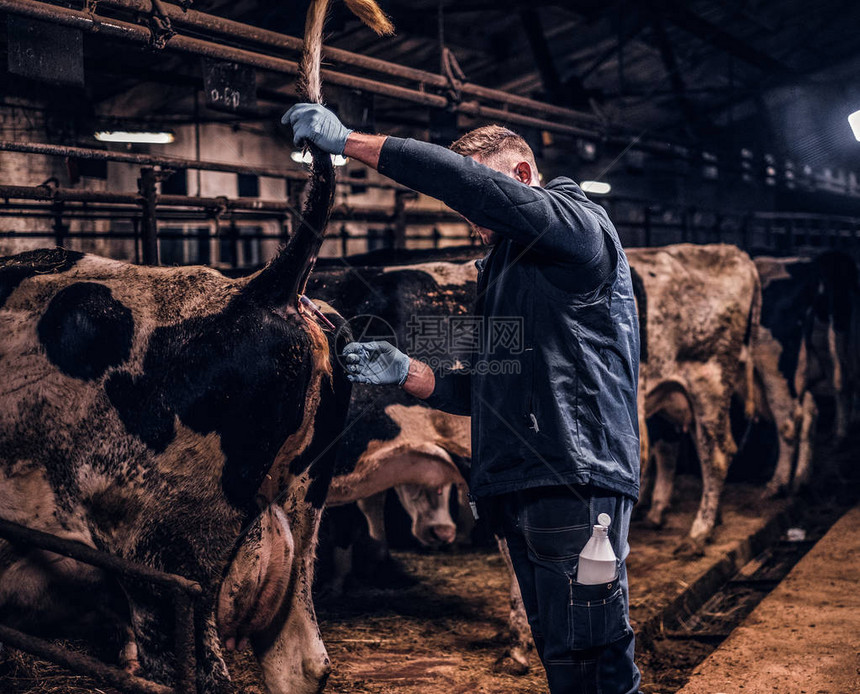 女兽医穿服在室内农场的奶牛身上图片