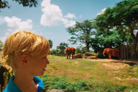 小男孩在动物园看大象图片