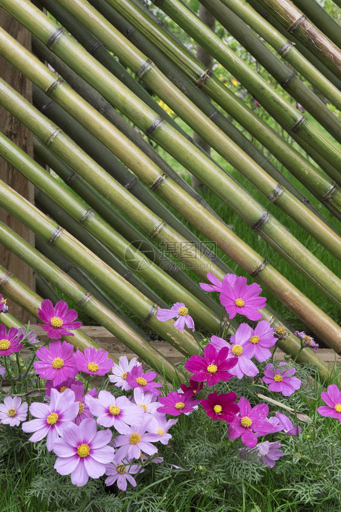 花园里的竹篱笆图片
