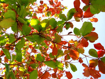 在初夏时节泰国清迈五颜六色的树叶背景图片