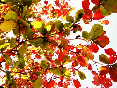在初夏时节泰国清迈五颜六色的树叶背景图片