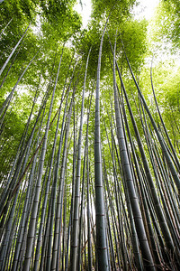 日本京都岚山的绿色竹林图片