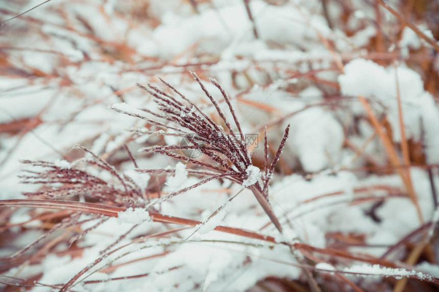 冬天的花园细节白雪覆盖的树图片