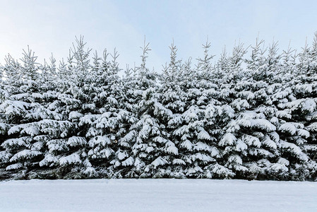 芬兰拉普兰的森林在冬季下过大雪芬兰的Lap图片