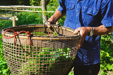 农民用花园农场的新鲜有机蔬菜农产品养成篮子图片