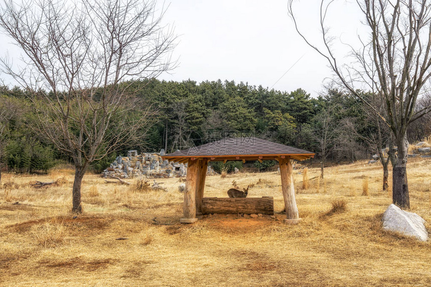 韩国鹿类栖息地在南朝鲜Seocheon生态研究所的韩国图片
