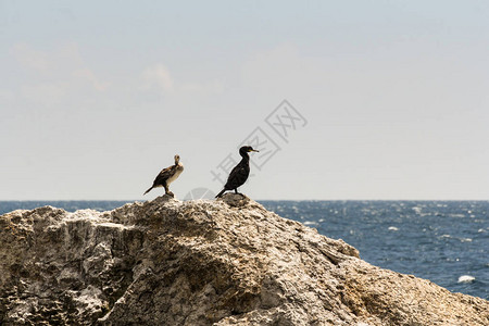 野生海鸟在海中的岩石上图片