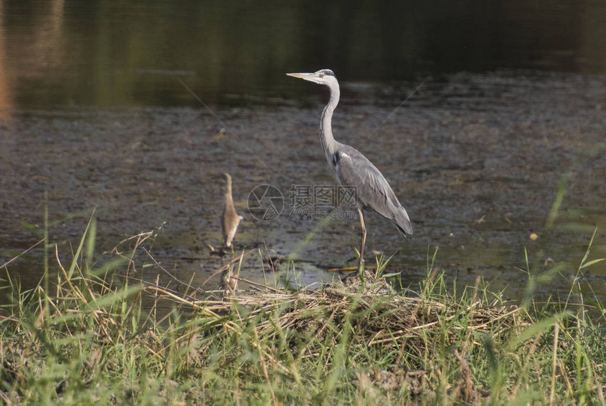 在沼泽地河岸的河岸上野鸟站立着图片