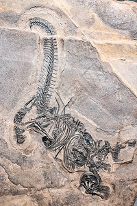 史前恐龙化石包围在石岩中图片