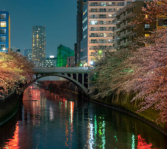 东京樱花将在3月下旬左右开始盛开高清图片
