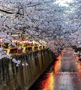 东京樱花将在3月下旬左右开始盛开高清图片