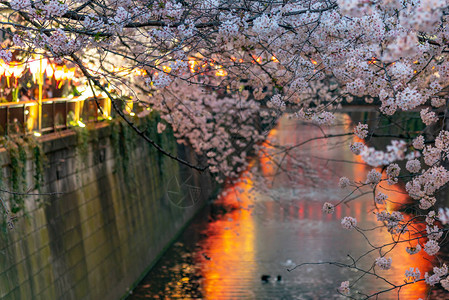 东京樱花将在3月下旬左右开始盛开图片