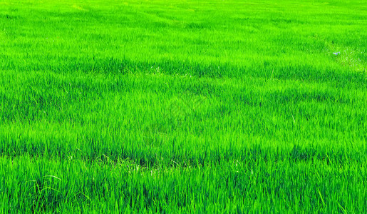 亚洲大稻田梯的绿稻田一片贫瘠图片