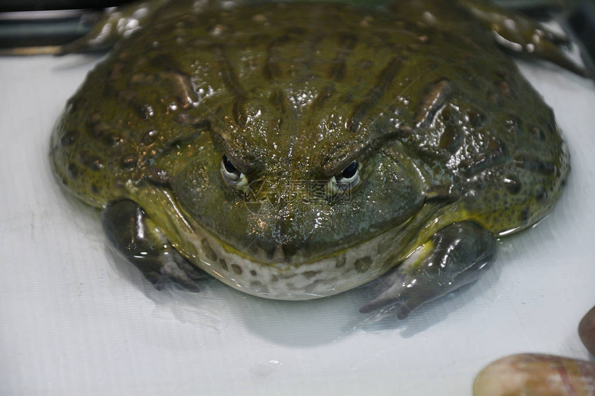 水青蛙或ToadBull图片
