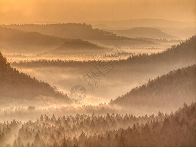 强烈的太阳光照亮了明亮的薄雾风景尖锐树顶背景图片