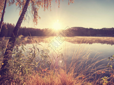 美丽的森林湖有干燥的金色草和稻草带图片