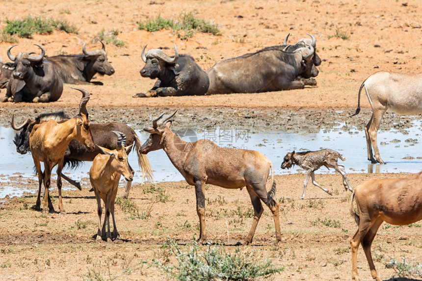 动物聚集在南部非洲草原的一个图片