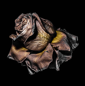 一朵孤立的老化褪色金和棕色玫瑰花的卉美术色彩宏图片
