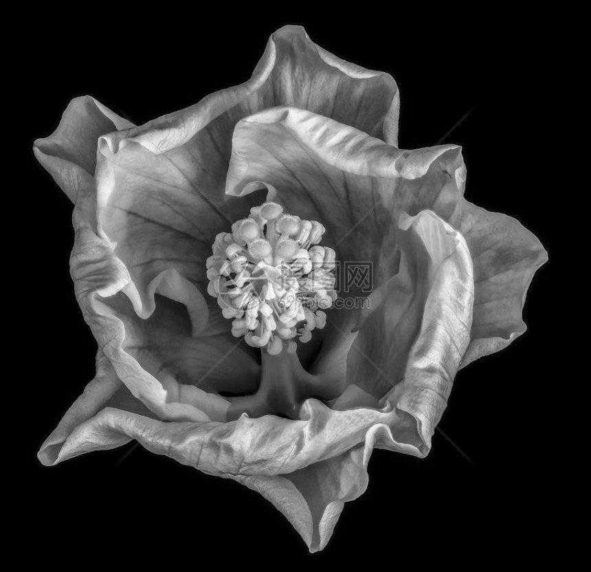 超现实的单色美术静物花卉宏观花卉肖像图片