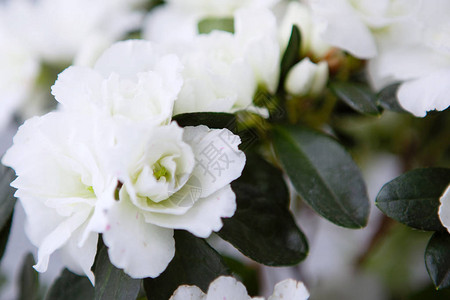 Floral背景azalea红花芽图片