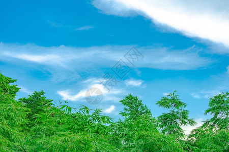 开阔的天空云彩和竹树图片