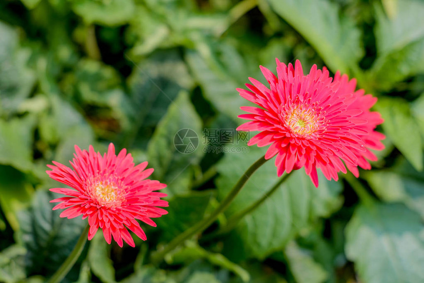 两个带叶子的巴伯顿雏菊非洲菊在背景中Gerberajamesonii被称为德兰士瓦雏菊或Barbertonsemadeliefi图片