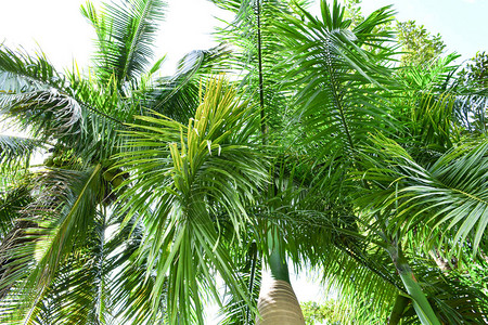 花园热带植物中绿色棕榈绿叶种植图片