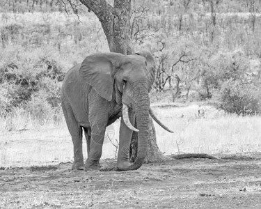 南非大草原上的一头非洲象公牛图片