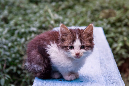 小猫灰色的灰色小猫坐在夏图片