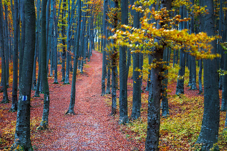 深秋时节穿过森林的小路图片