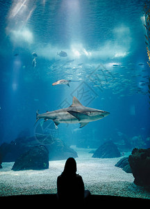 海洋馆海底世界一个人在水族馆里看鲨鱼里斯本海洋馆的美丽逆光下访图片