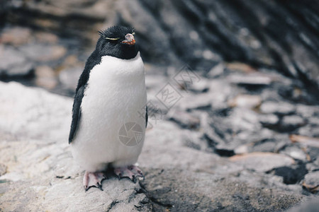 南落石企鹅的近身欧伊普提人Chry图片