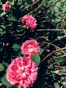 新鲜的粉红玫瑰和绿叶图片