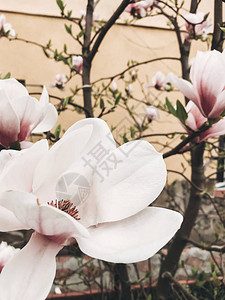 美丽的玉兰花特写花园背景的树枝上的白色和粉红色玉兰花你好春天图片