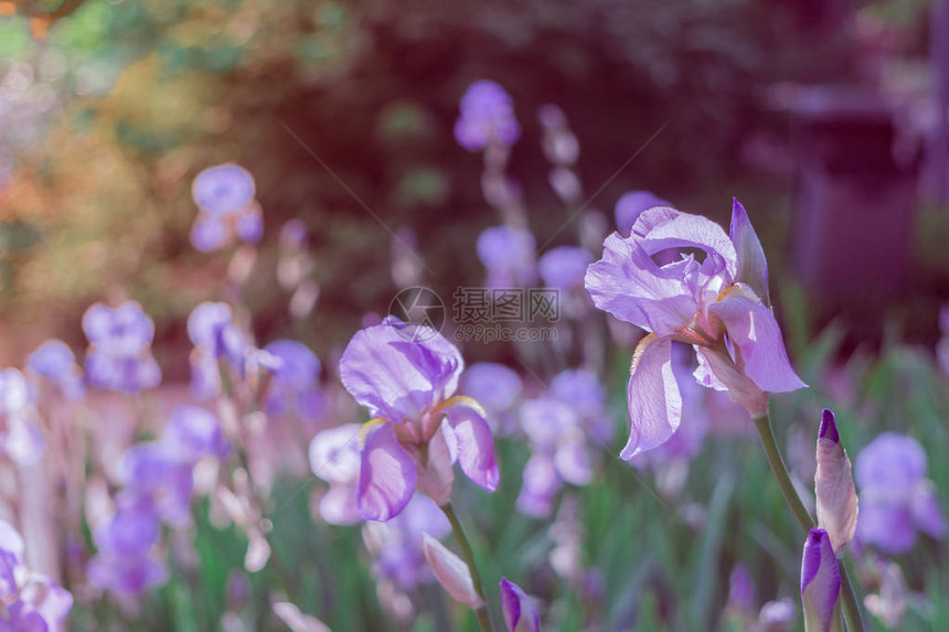 花园背景中的紫罗兰色紫色鸢尾花特写阳光明媚的日子里有很多鸢尾花选择图片