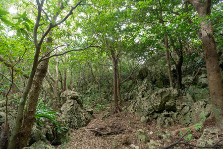 冲绳的大石头和树图片