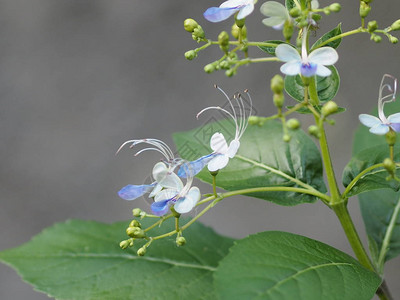 模糊背景的蓝色花朵图片