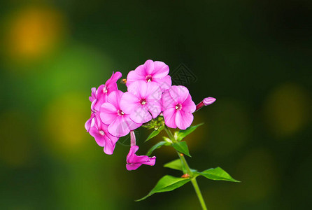 粉色花朵在树苗背景图片