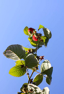 秋天公园的草莓植物图片