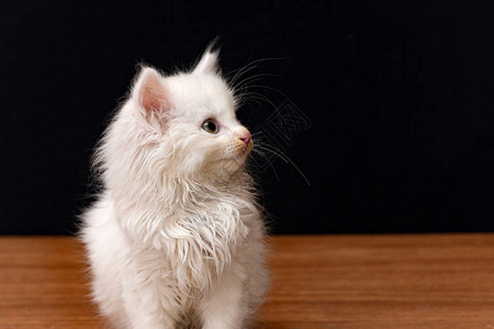 黑色背景中的白色毛茸的小猫图片
