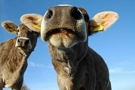 牧草中年轻的棕色奶牛的脸图片