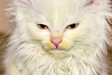 一只白色毛茸的小猫的肖像特写图片