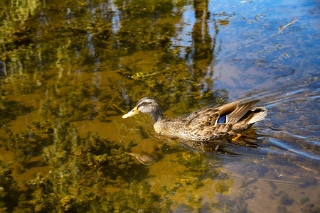 野鸭在池塘的静水中游泳图片